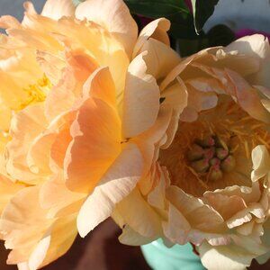 cindylavigne401 auction bundle only